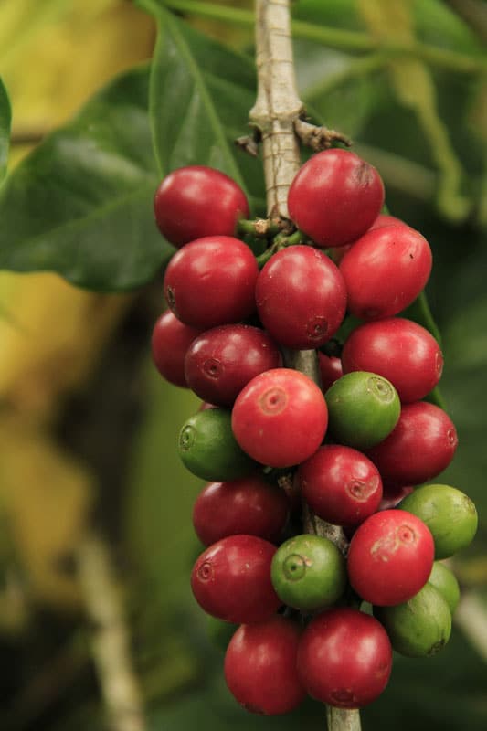 Le café n’est pas seulement l’une des principales ressources de l’île de Madagascar, c’est aussi un produit associé à une véritable culture locale.