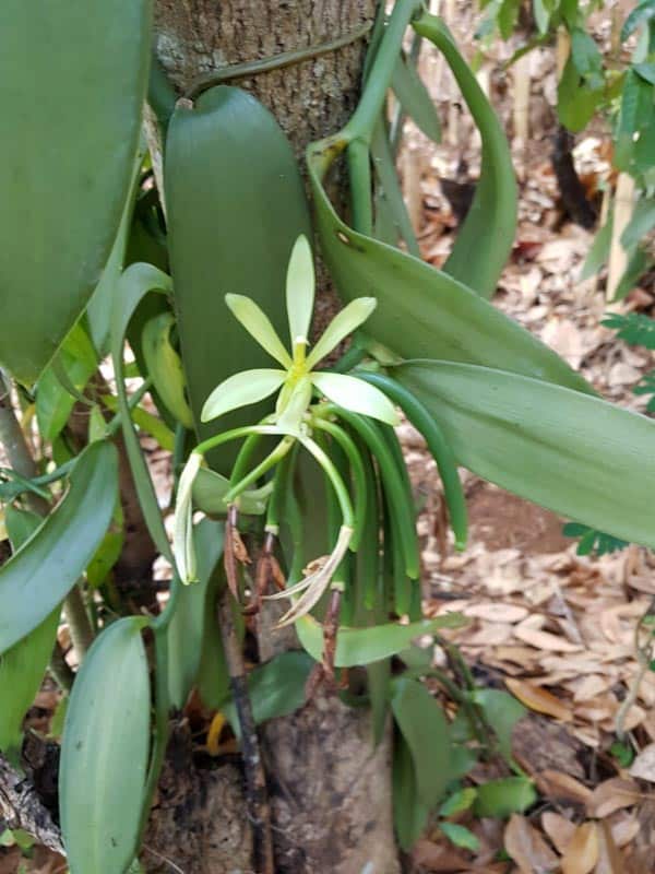 Vanille de Madagascar - Producteur basé à Nosy Be, 100% Bio